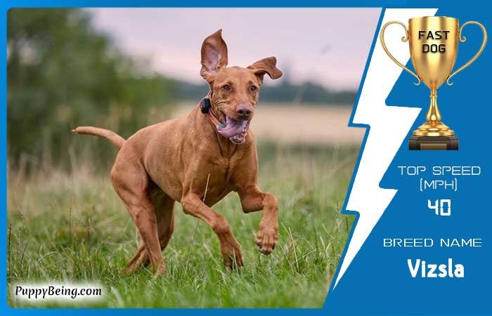 fastest dog breeds 03 vizsla