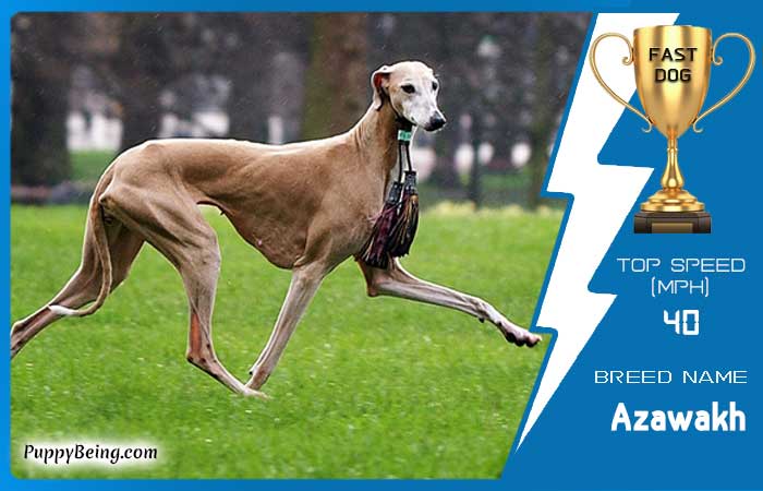 fastest dog breeds 04 azawakh