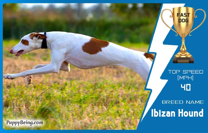 fastest dog breeds 05 ibizan hound