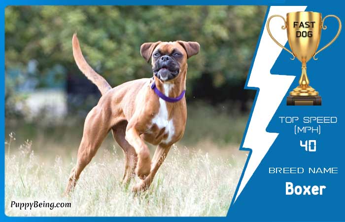fastest dog breeds 06 boxer