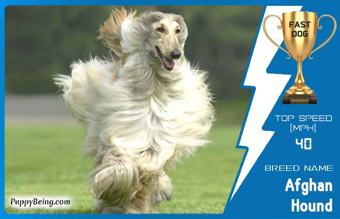 fastest dog breeds 07 afghan hound