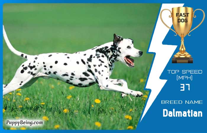 fastest dog breeds 08 dalmatian
