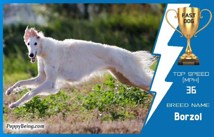 fastest dog breeds 09 borzoi