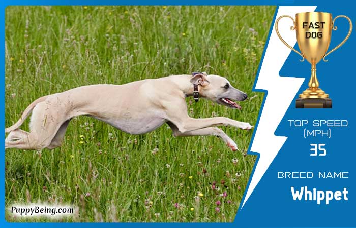 fastest dog breeds 10 whippet
