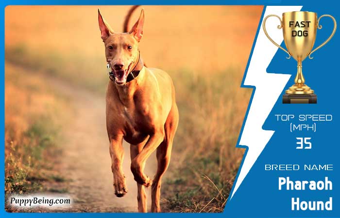 fastest dog breeds 12 pharaoh hound