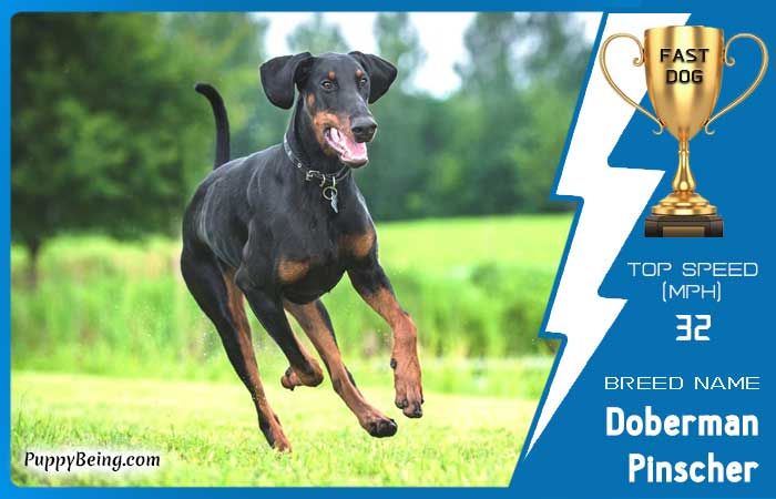 fastest dog breeds 14 doberman pinscher