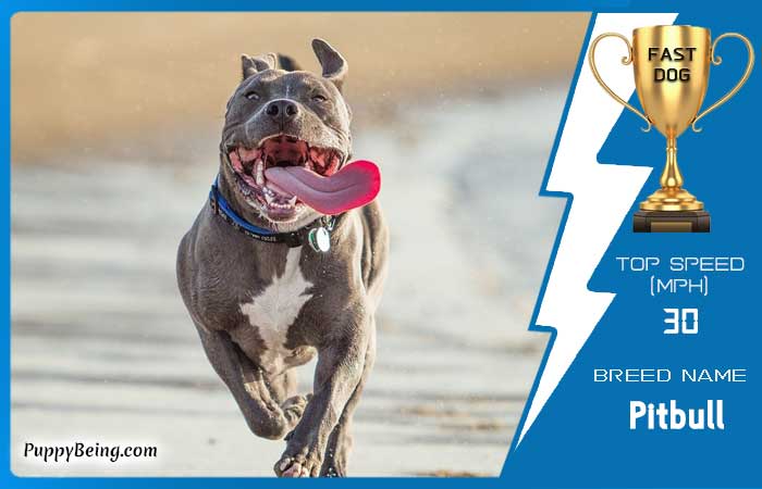 fastest dog breeds 17 pitbull