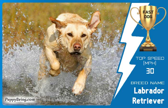 fastest dog breeds 18 labrador retriever