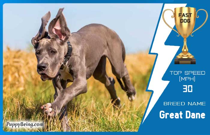fastest dog breeds 19 great dane
