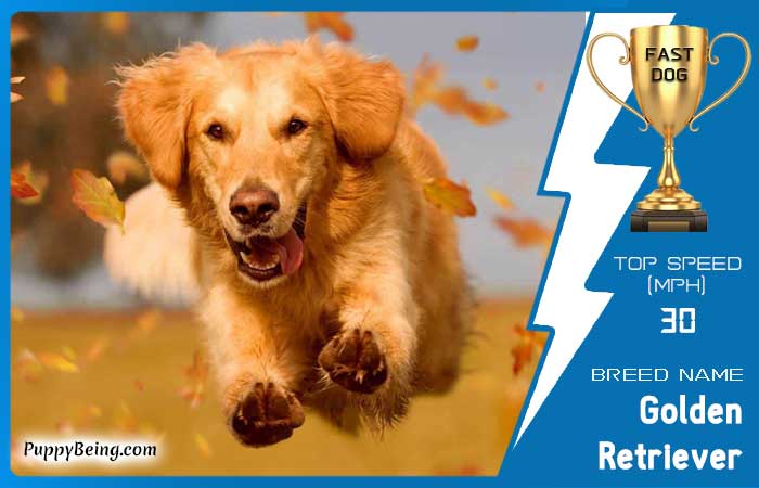 fastest dog breeds 20 golden retriever