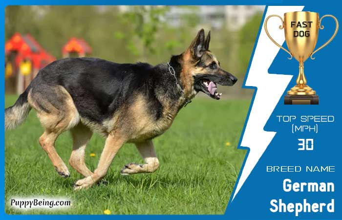 fastest dog breeds 22 german shepherd