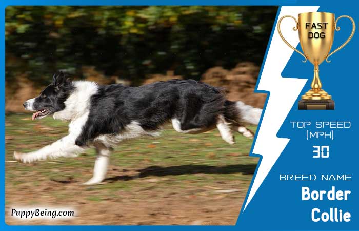 fastest dog breeds 23 border collie