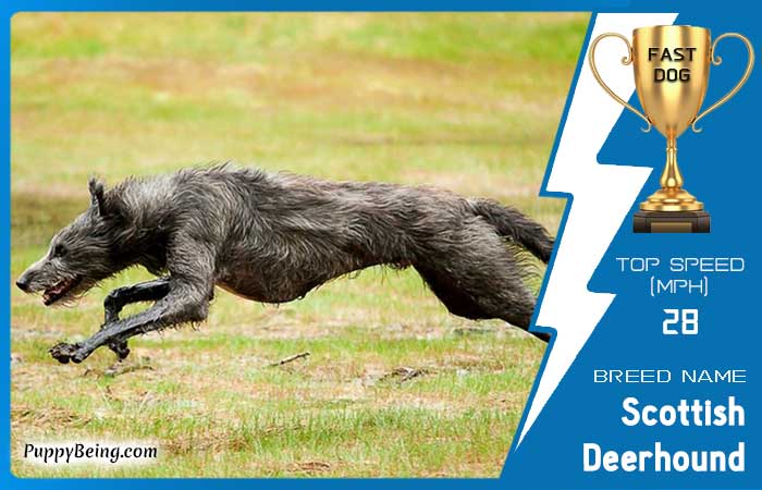 fastest dog breeds 24 scottish deerhound