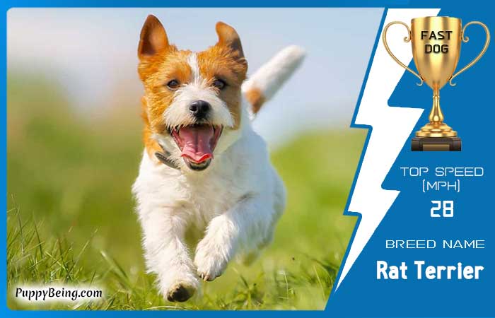 fastest dog breeds 25 rat terrier