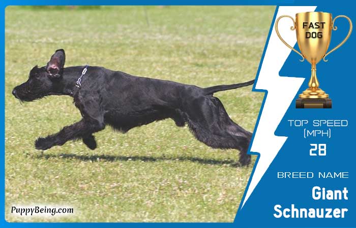 fastest dog breeds 26 giant schnauzer