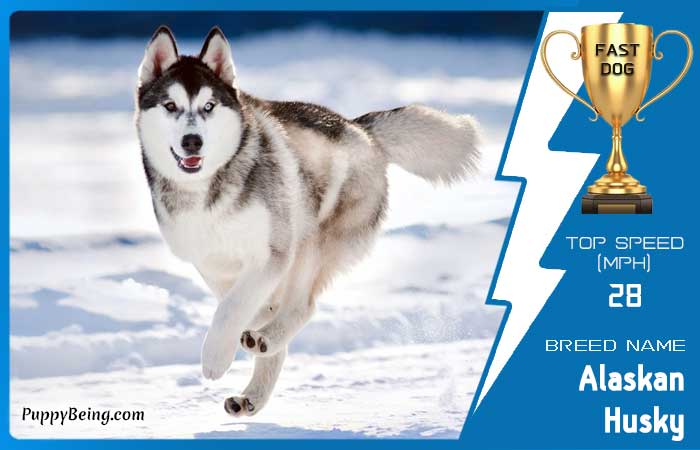 fastest dog breeds 27 alaskan husky
