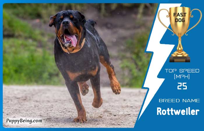 fastest dog breeds 28 rottweiler