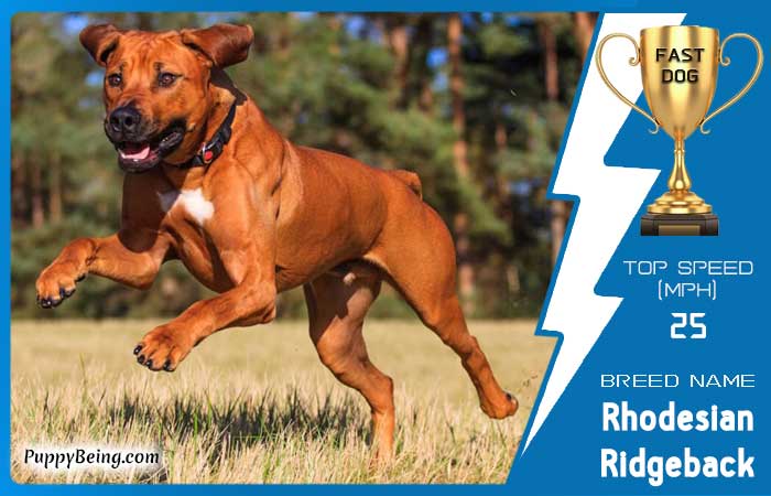 fastest dog breeds 29 rhodesian ridgeback