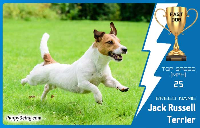 fastest dog breeds 30 jack russell terrier