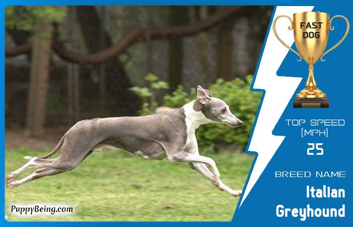 fastest dog breeds 31 italian greyhound