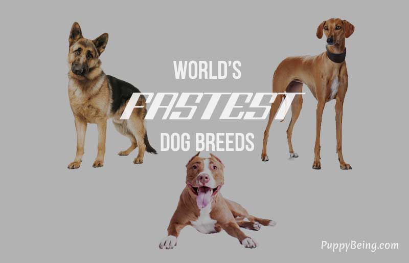 fastest running dog breeds list