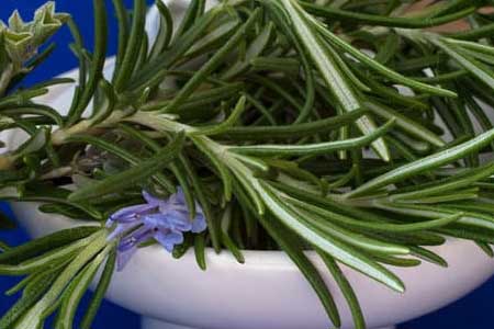 can dogs eat rosemary