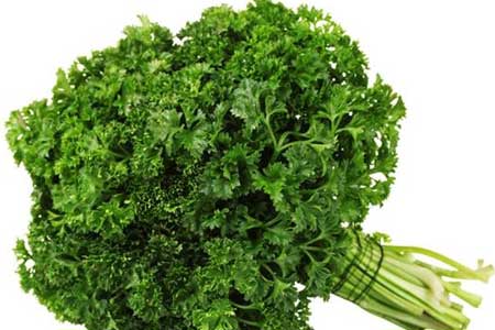 can dogs eat parsley curly