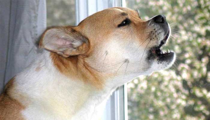 dog anxiety symptom lengthy barking whining howling