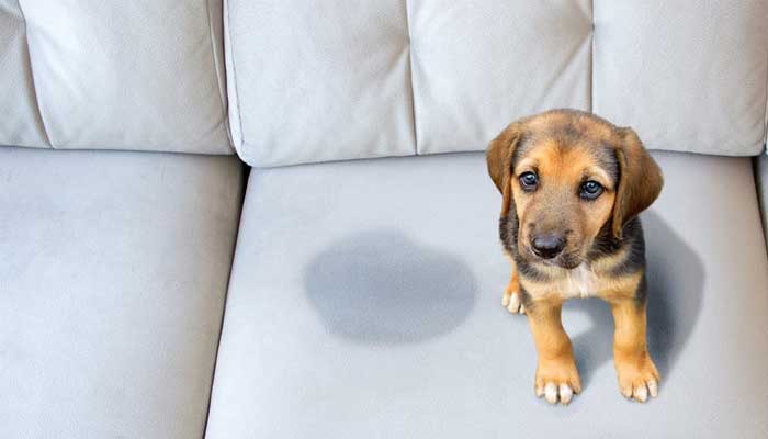 dog anxiety symptom indoor urination defecation