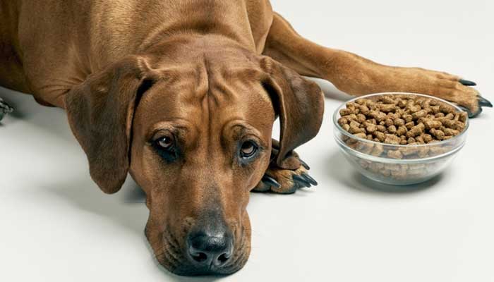 dog anxiety symptom loss of appetite