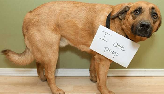 How To Help A Dog With Separation Anxiety The Ultimate Guide
