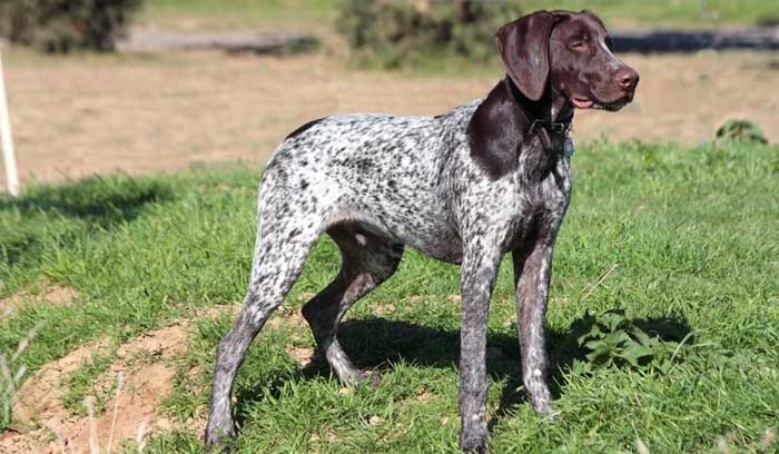 german shorthaired pointer separation anxiety