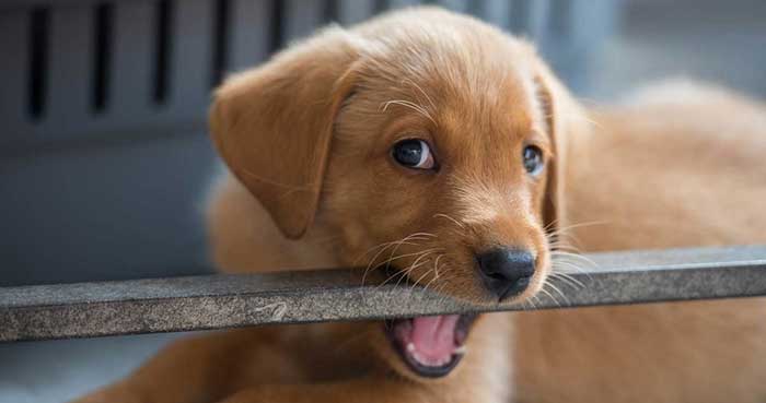 puppy teething medical condition