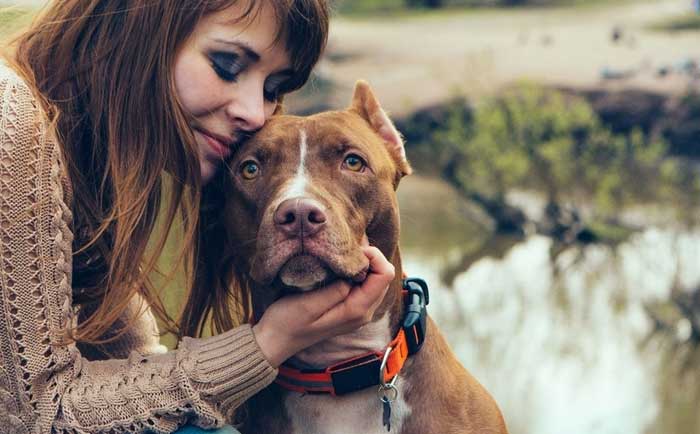 companionship support to cure separation anxiety in dogs