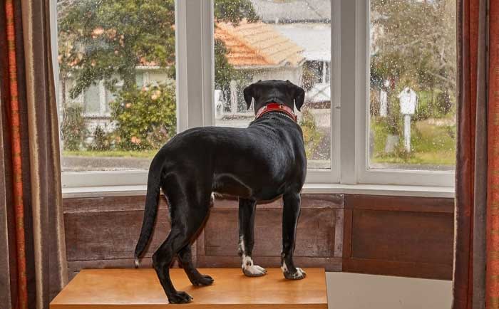 dog anxiety desensitize your departure