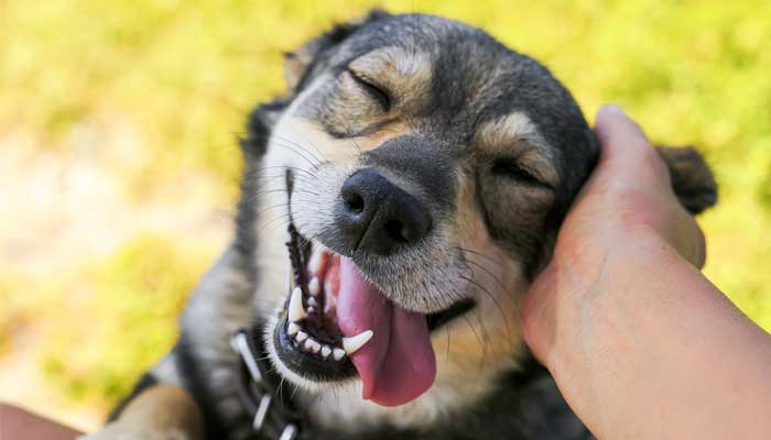 dogs lower blood pressure anxiety