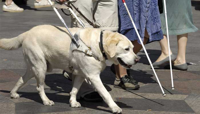 dogs assist elderly disabled people