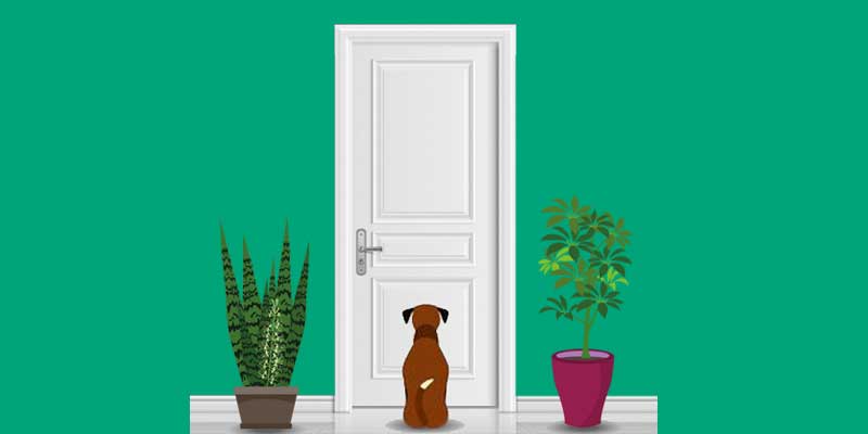 How To Help A Dog With Separation Anxiety: The Ultimate Guide