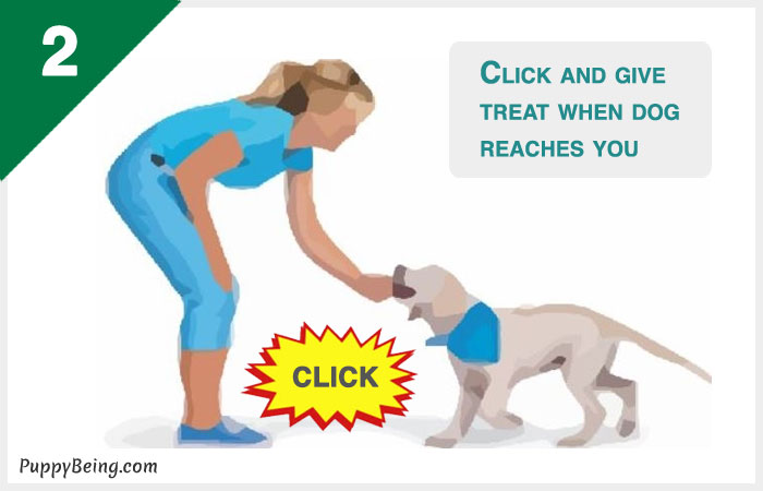 how to teach a dog to come when called 02 reward when reached