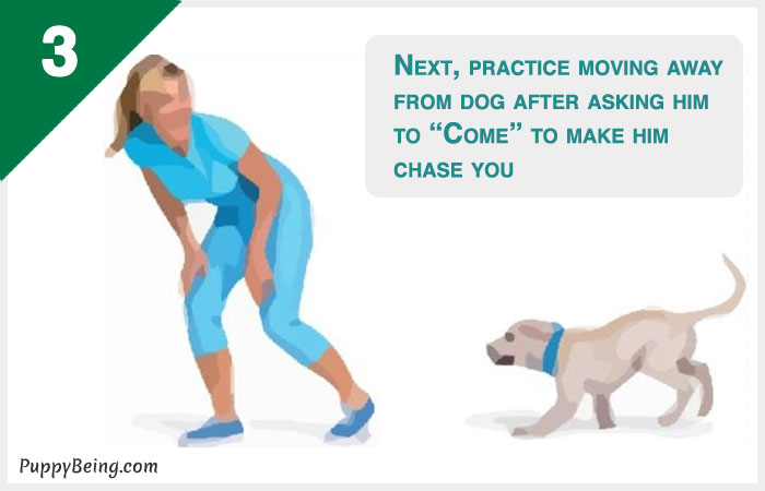 how to teach a dog to come when called 03 move away from dog
