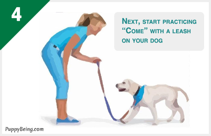 how to teach a dog to come when called 04 train on leash