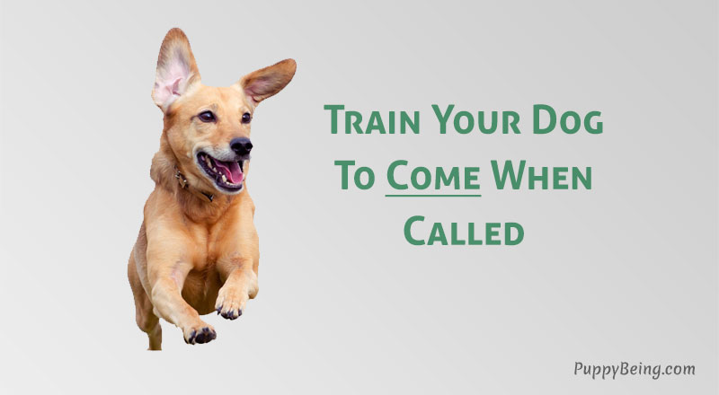 how to teach a dog to come when called