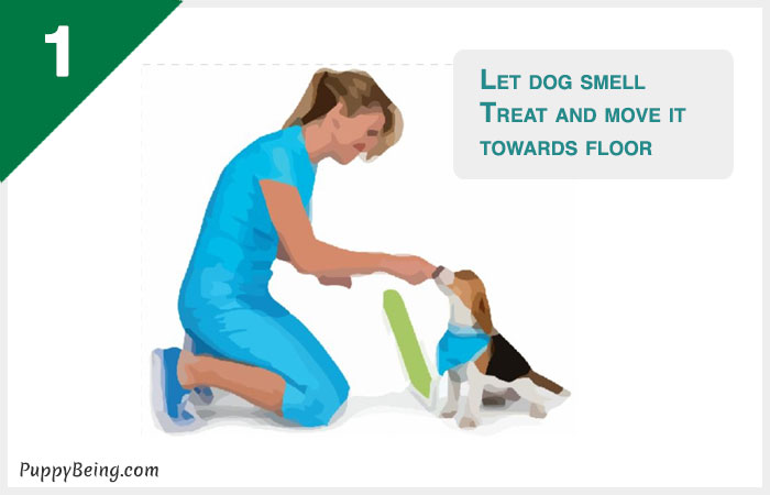 how to teach a dog to lay down on command 01 move treat downwards