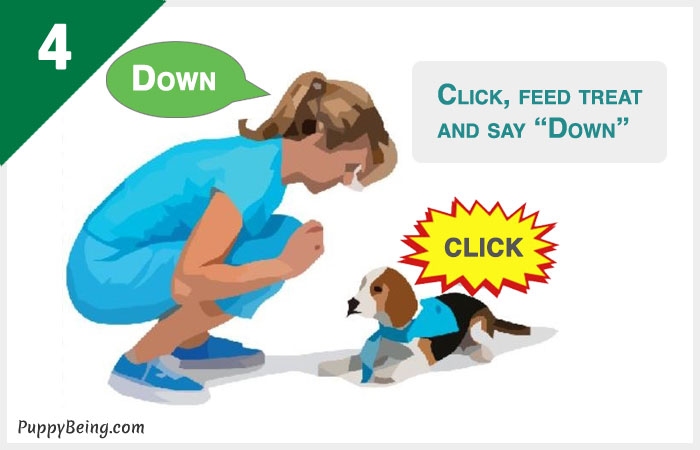 how to teach a dog to lay down on command 04 click reward