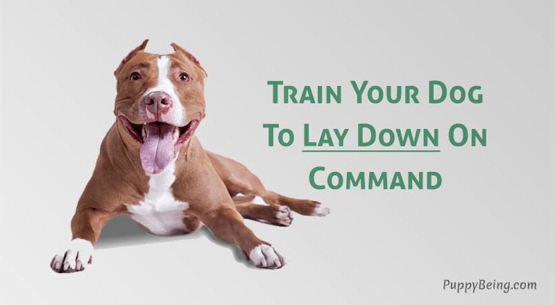 how to teach a dog to lay down on command