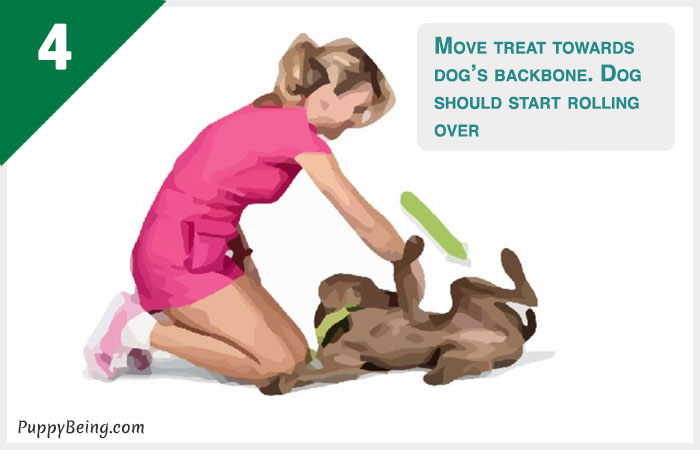 how to teach a dog to roll over 04 move towards backbone