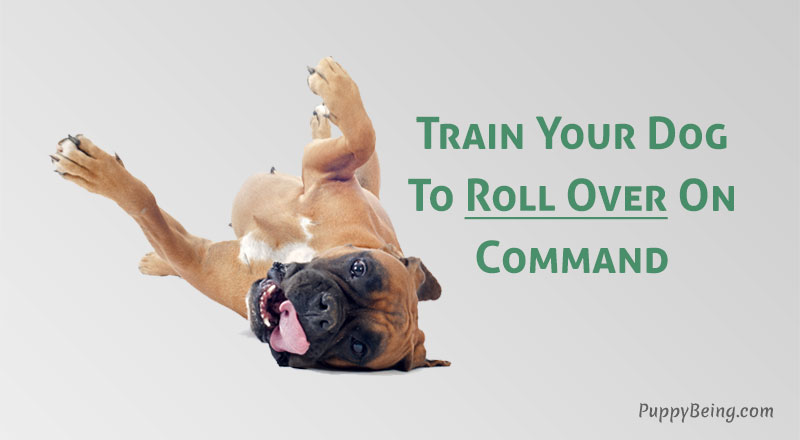 how to teach a dog to roll over on command