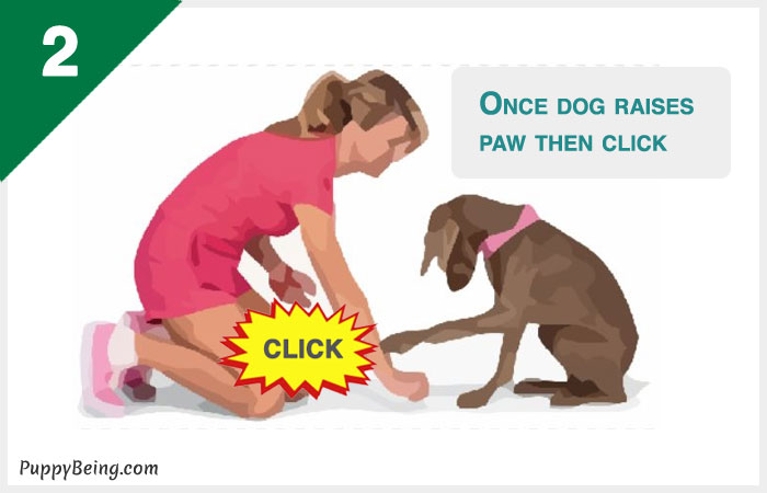 how to teach a dog to shake hands give paw 02 dog raises paw