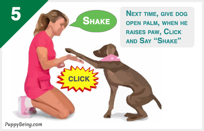 how to teach a dog to shake hands give paw 05 empty hand cue
