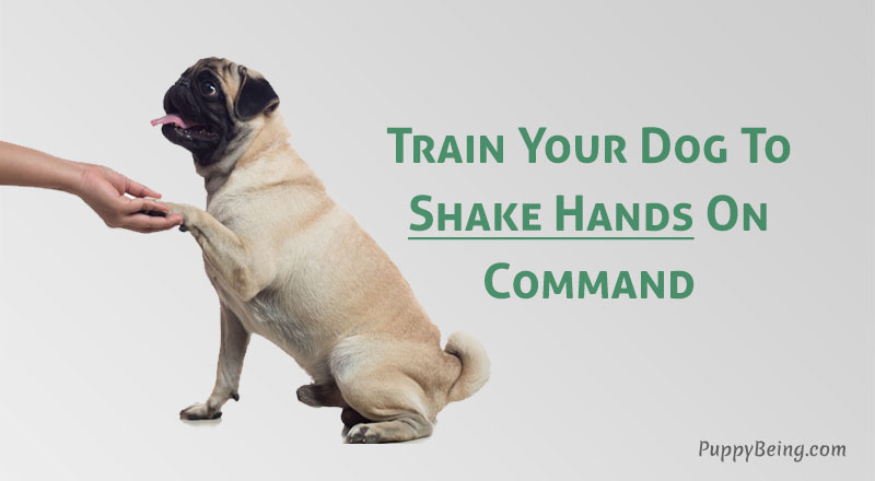 how to teach a dog to shake hands give paw on command